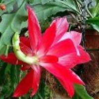 Эпифиллум ярко-розовый лесной кактус, ук. черенки