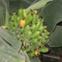Банановое комнатное деревце - плодоносящий экзотик
