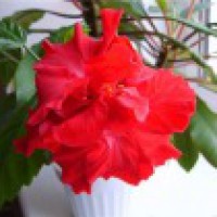 Гибискус или Китайская роза, цвет разный. Неприхот