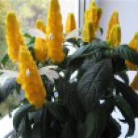 Пахистахис желтый - экзотическое редкое растение